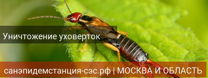 Уничтожение уховёртки в г.Наро-Фоминск