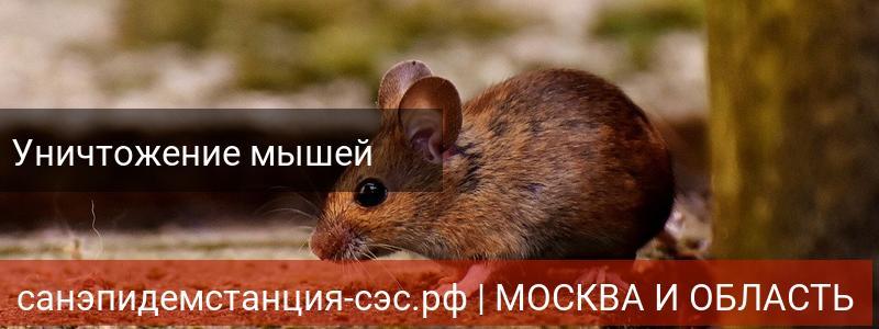 Уничтожение мышей в г.Орехово-Зуево